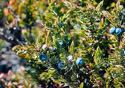 Juniperus communis